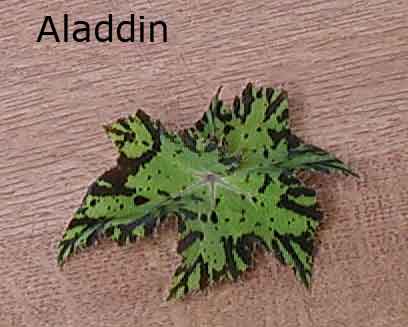 B. ‘Aladdin’